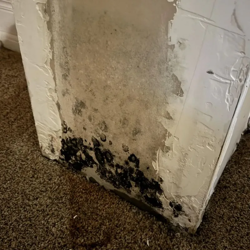 Professional Mold Removal in McDonough, GA